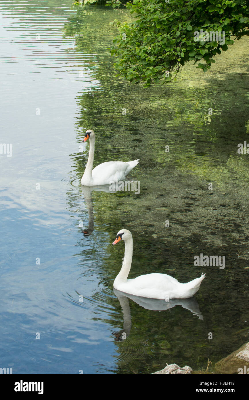 Paire de cygnes tuberculés, Cygnus olor, à l'Alpsee, Schwangau, Bavière, Allemagne Banque D'Images