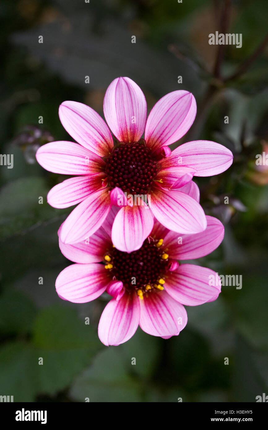 Dahlia 'Pretty Woman' fleurs. Banque D'Images