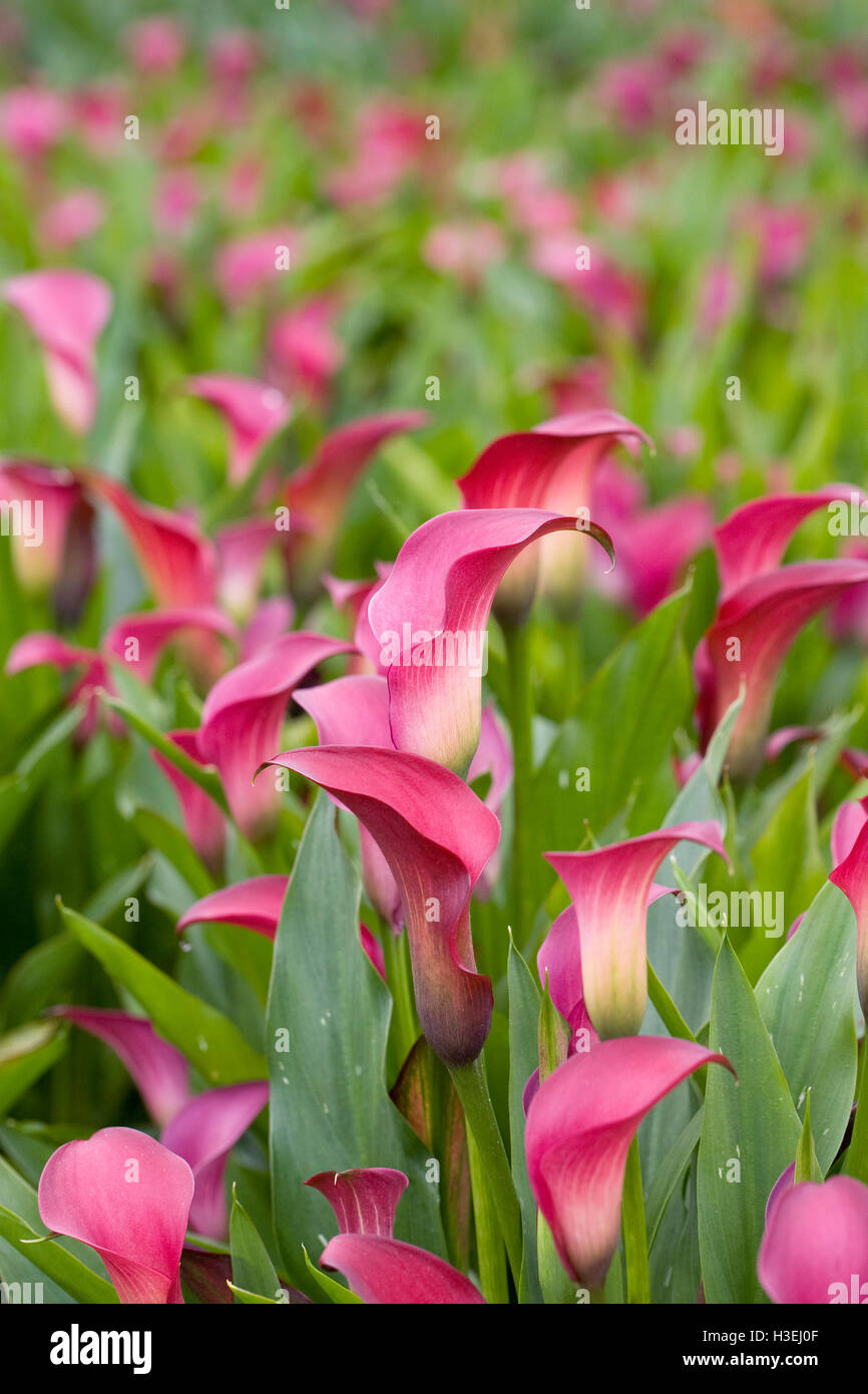 Zantedeschia 'Chiot' fleurs. Banque D'Images