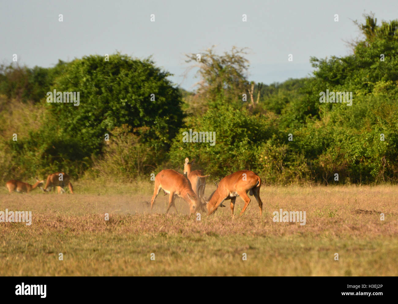 Kobs ougandais mâles combats dans la savane Banque D'Images