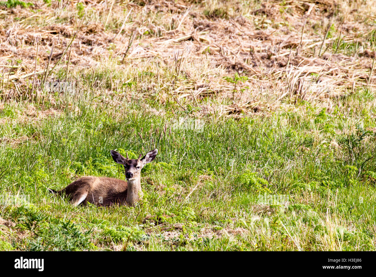 Les cerfs à queue noire (Odocoileus hemionus columbianus) dans le Point Reyes National Seashore près de San Francisco, Californie, USA. Banque D'Images