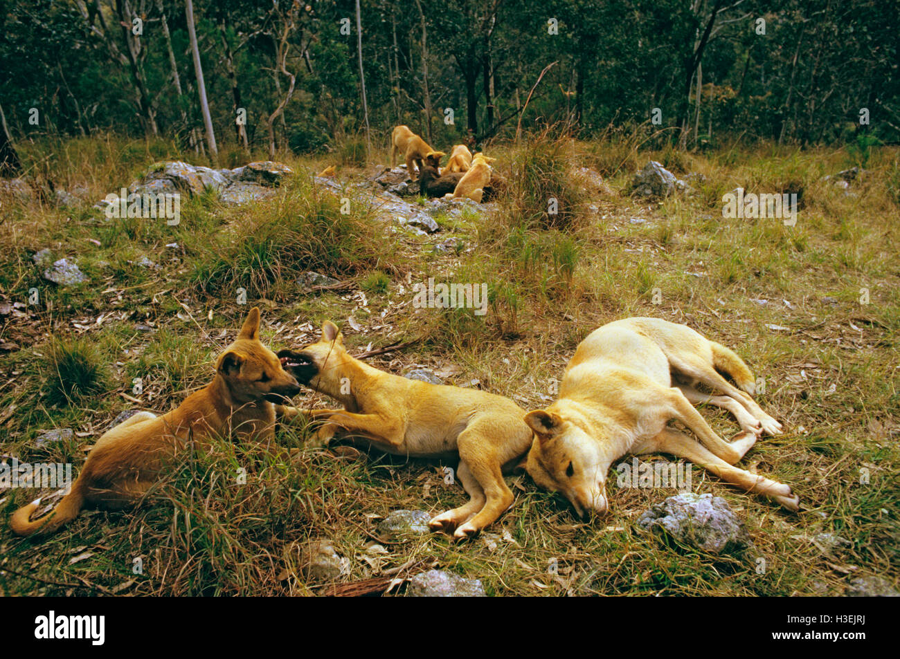 Dingos (canis dingo), le repos d'adultes nés, et d'autres petits manger wombat en arrière-plan est de l'Australie. Banque D'Images