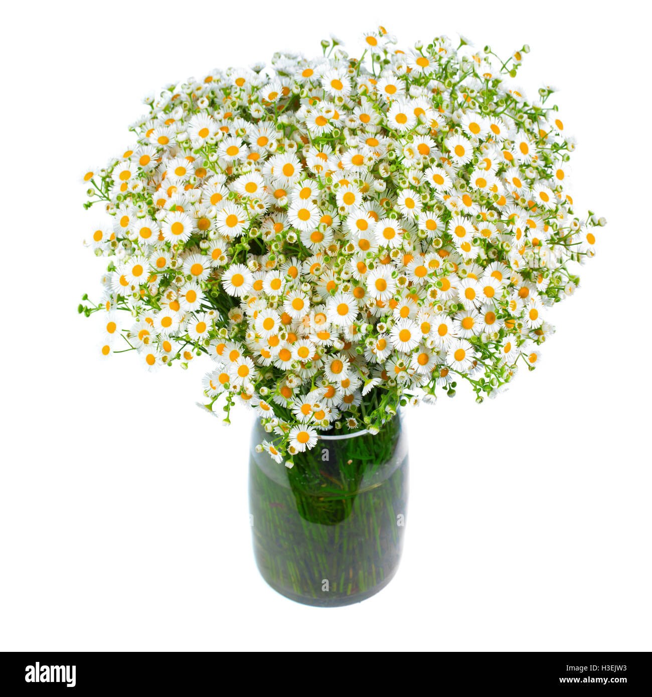 Bouquet de marguerites sauvages dans un vase de verre. Plus isolé sur fond blanc. petites fleurs blanches dans un pot. Banque D'Images