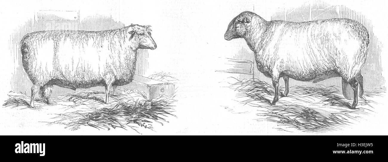 L'ANGLETERRE E Hardy's Improved Cotswold Ram ; Hampshire Down de Hutton en 1844. L'Illustrated London News Banque D'Images