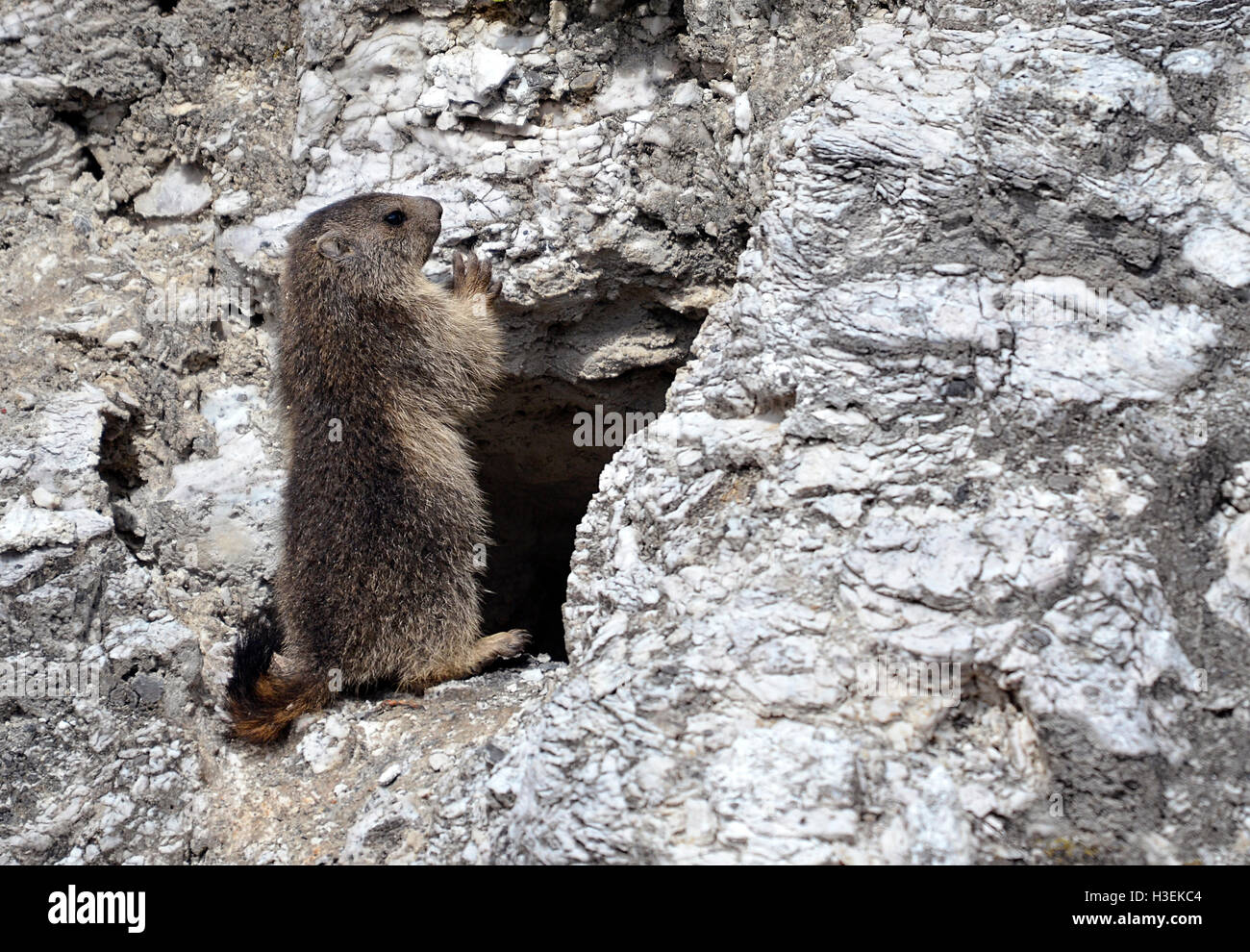 Les jeunes de la marmotte alpine (Marmota marmota) debout devant son trou dans un rocher Banque D'Images