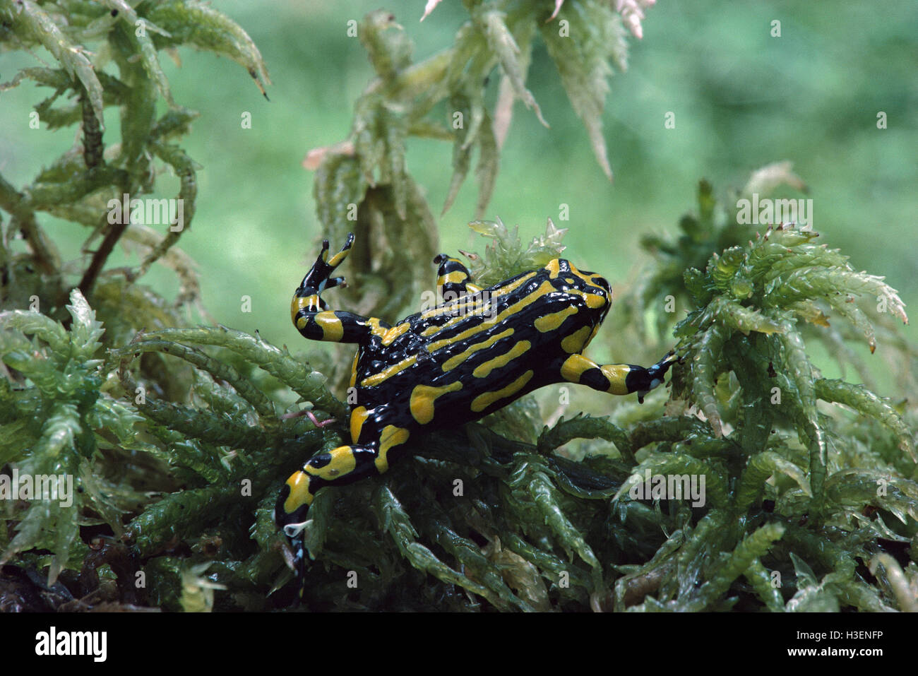 Le sud de corroboree frog (Pseudophryne corroboree), dans de la sphaigne. Parc national de Kosciuszko, New South Wales, Australie Banque D'Images