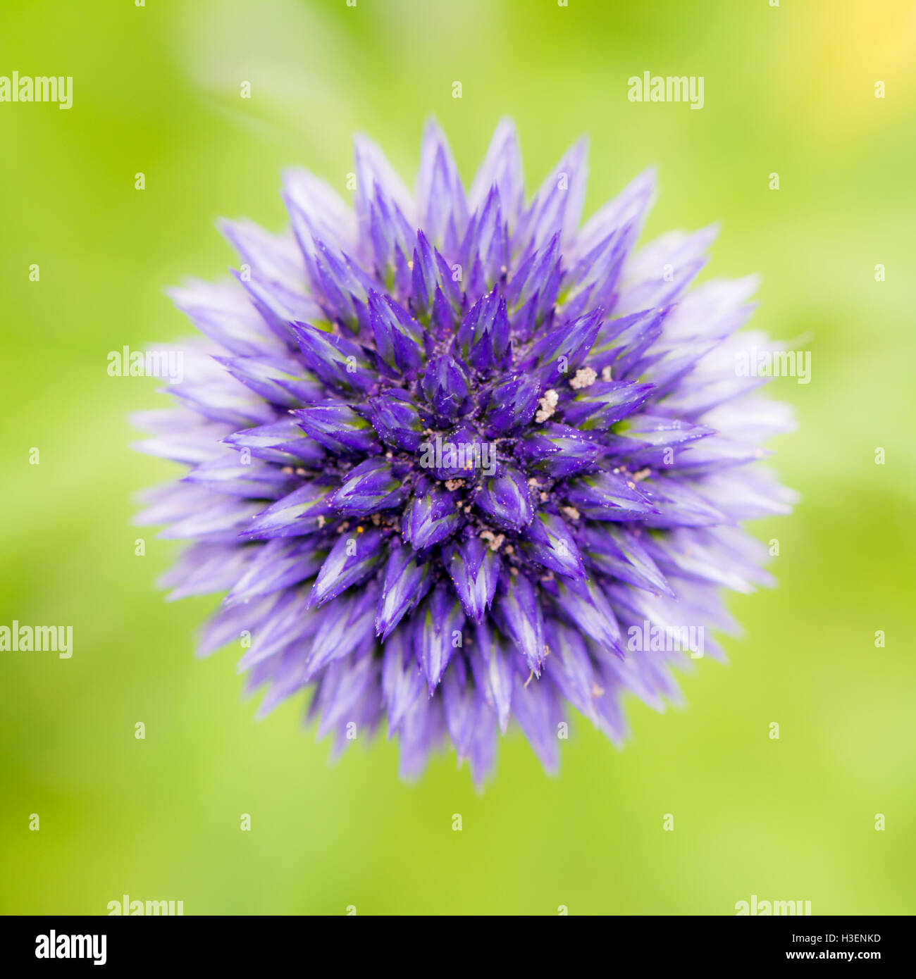 Abstract flower macro d'un chardon bleu (echinops) Banque D'Images