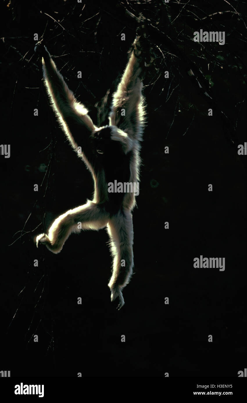 White-remis gibbon (hylobates lar), se balançant d'une succursale, rétroéclairé. Sabah, Bornéo, Malaisie Banque D'Images