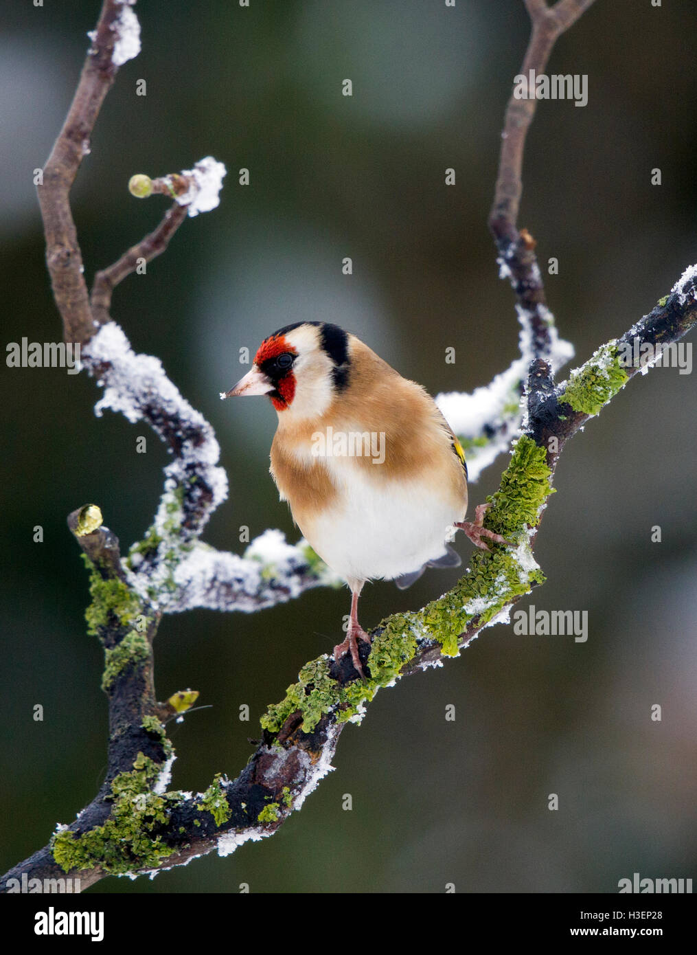 Chardonneret, Carduelis carduelis, sur une branche couverte de neige en hiver Banque D'Images
