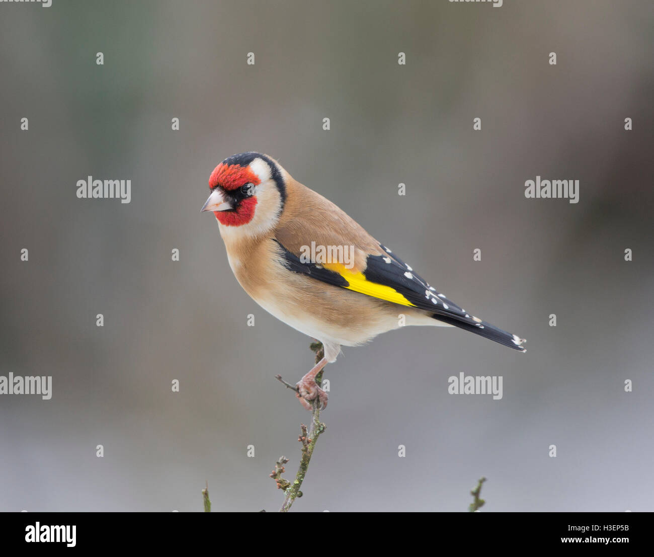 Chardonneret, Carduelis carduelis, sur une branche en hiver Banque D'Images