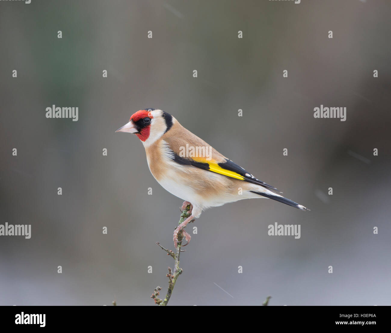 Chardonneret, Carduelis carduelis, sur une branche en hiver Banque D'Images