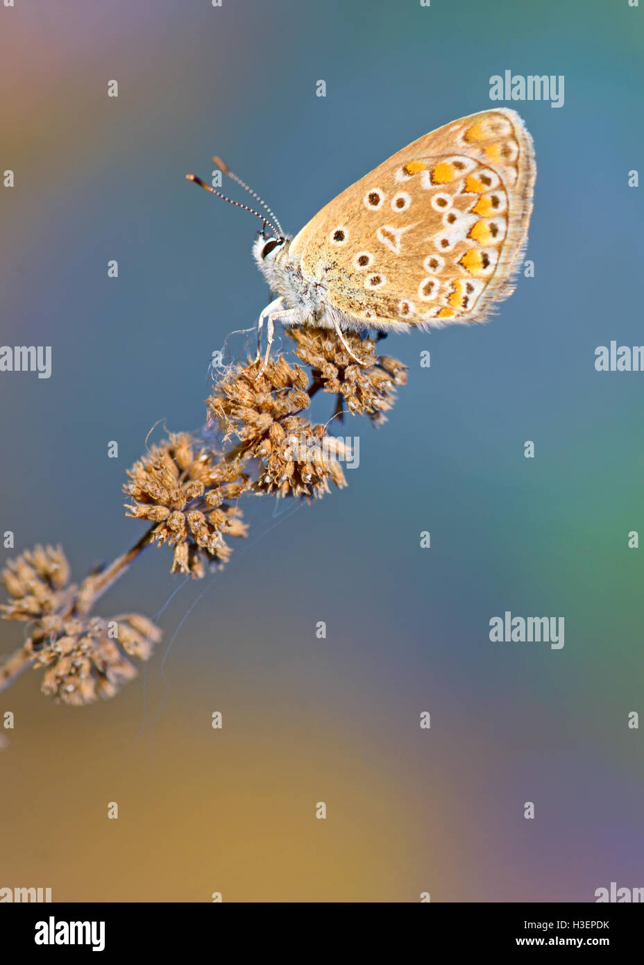 Bleu commun (Polyomathus icarus) papillon sur plante sèche Banque D'Images