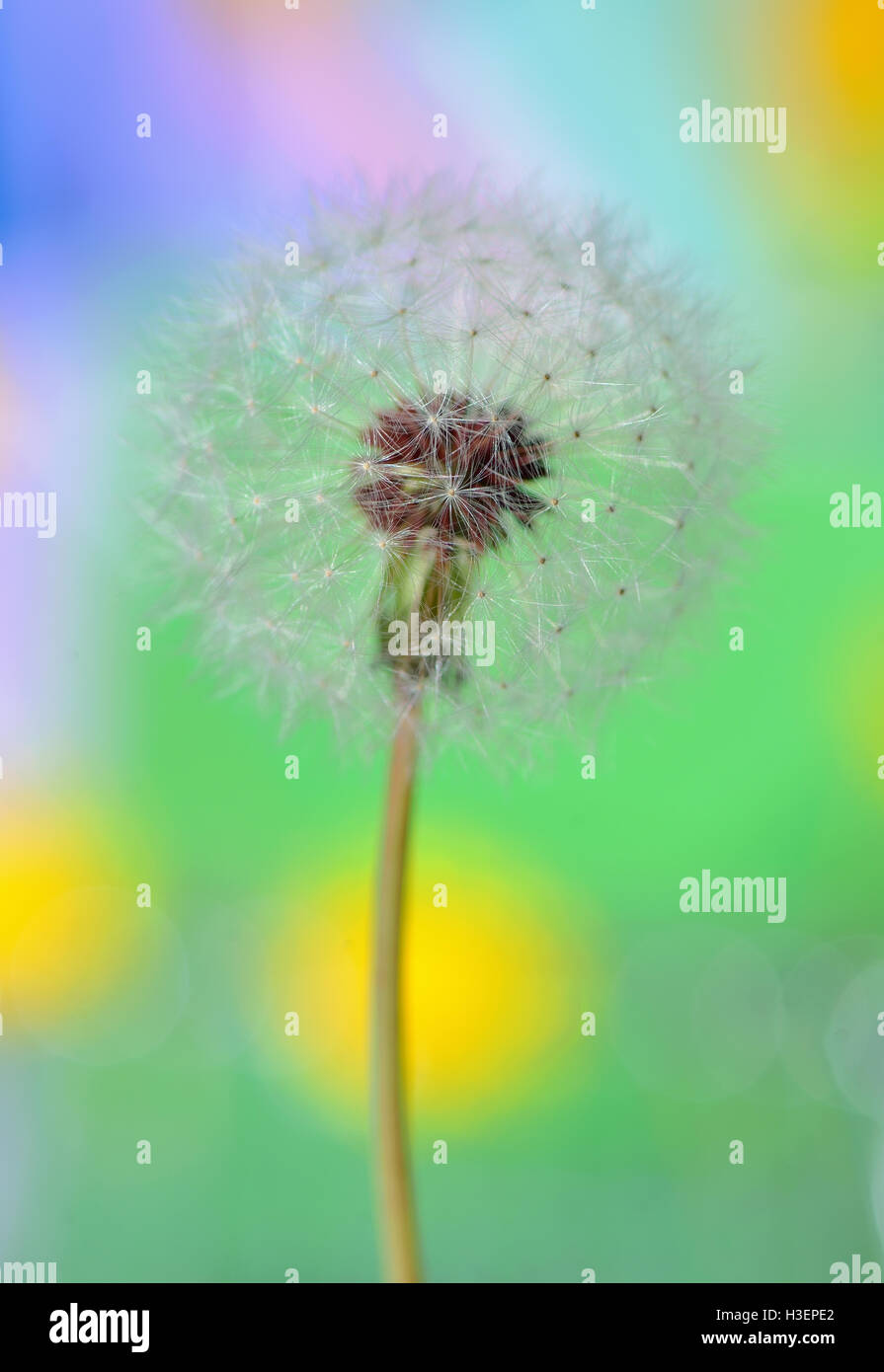 Le pissenlit sur fond coloré dans la nature Banque D'Images