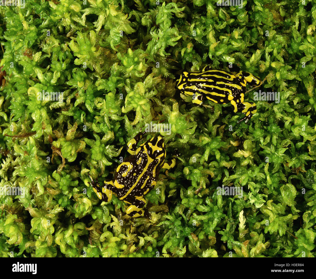 Le sud de corroboree grenouilles (pseudophryne corroboree), sur sphaigne. kosciuszko national park, New South Wales, Australie Banque D'Images