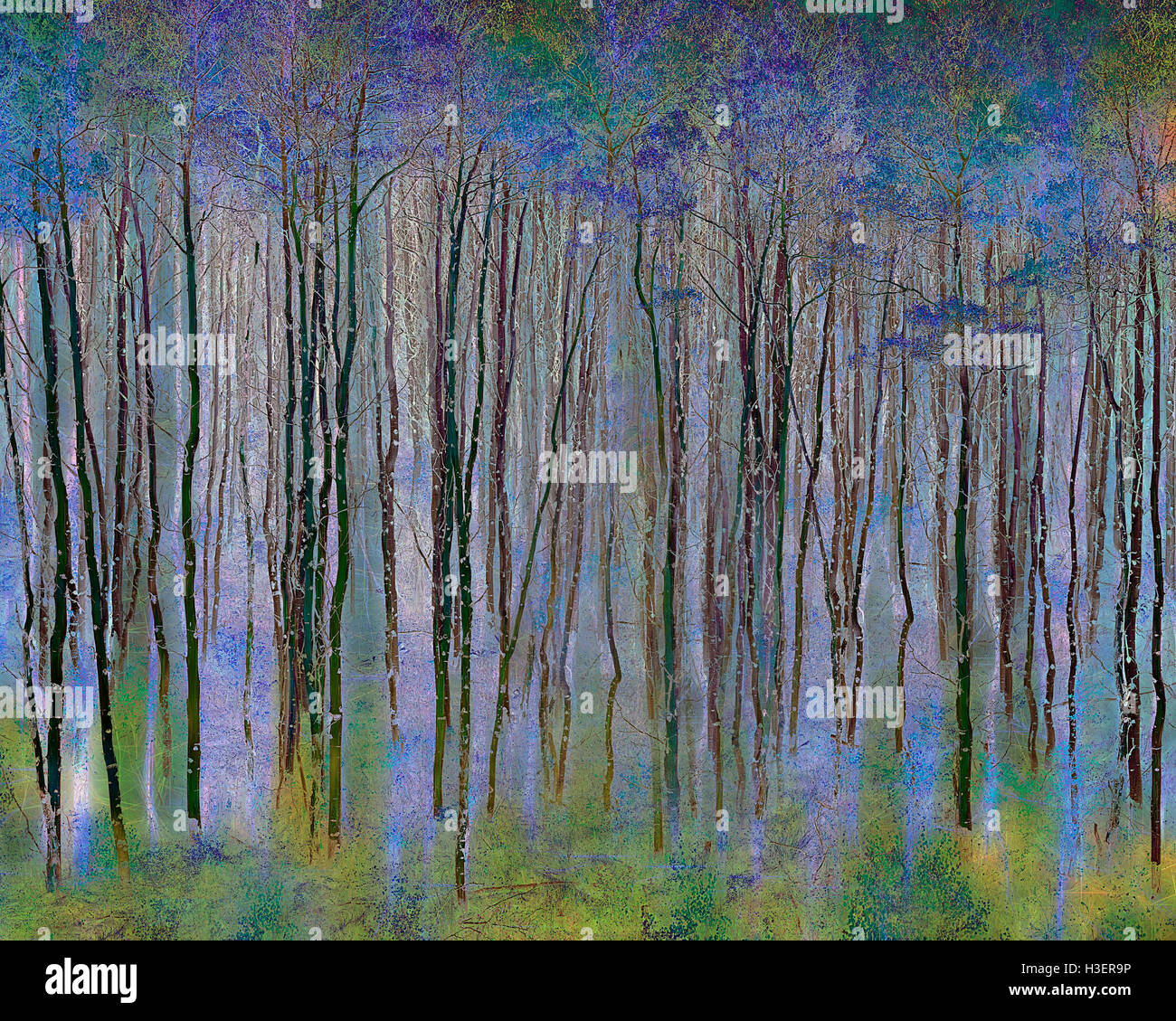 FINE ART : trembles dans les montagnes Rocheuses, le Colorado, USA Banque D'Images