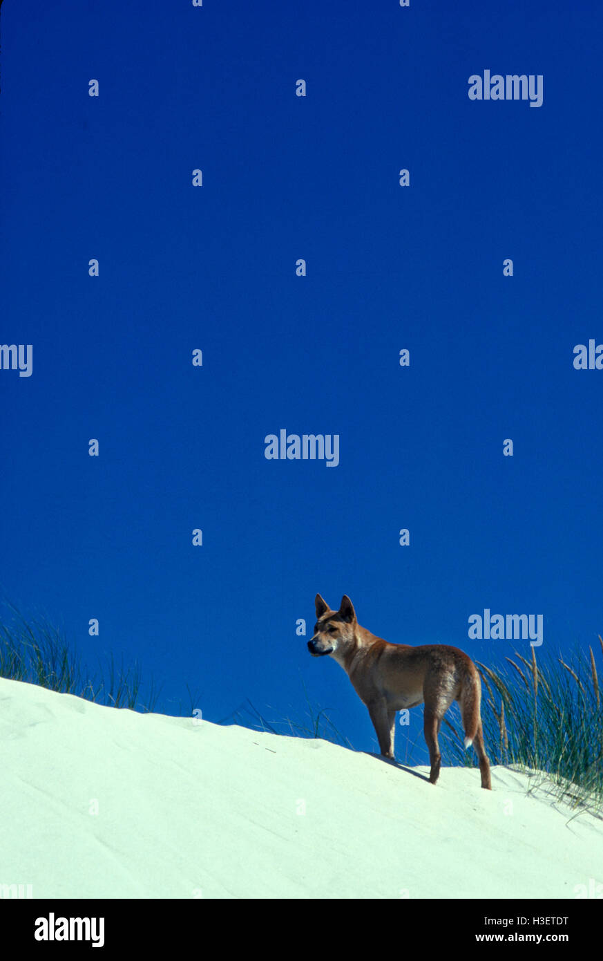 Dingo (canis dingo), sur la dune de sable. nadgee nature reserve, New South Wales, Australie Banque D'Images