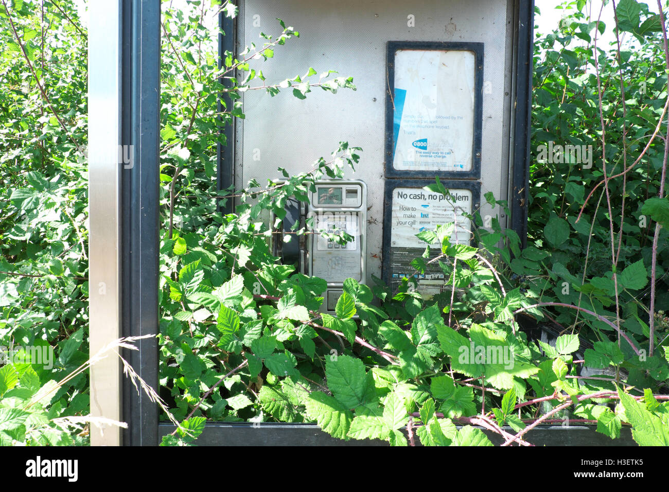 BT British Telecom public rural négligé phonebox avec verre manquant et envahi par les ronces Herefordshire UK Banque D'Images