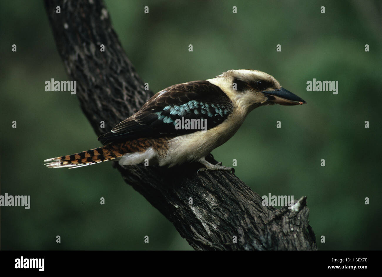 Laughing Kookaburra dacelo novaeguineae) ( Banque D'Images