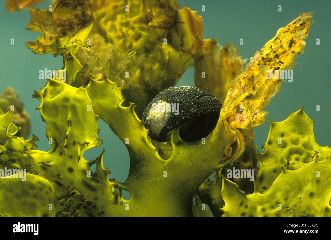 Turban rugueux (escargots nerita atramentosa) Banque D'Images