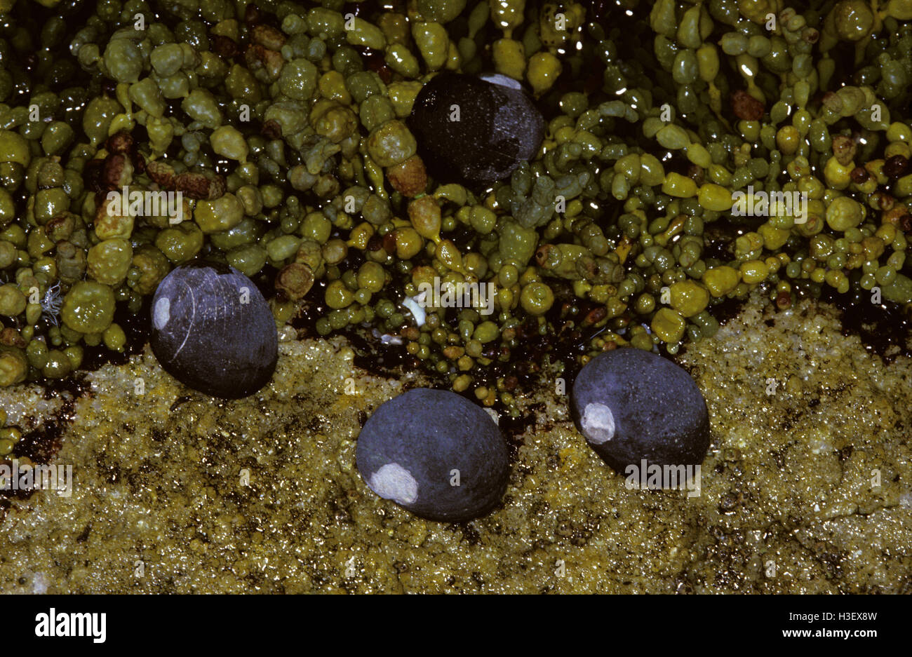 Turban rugueux (escargots Nerita atramentosa) Banque D'Images