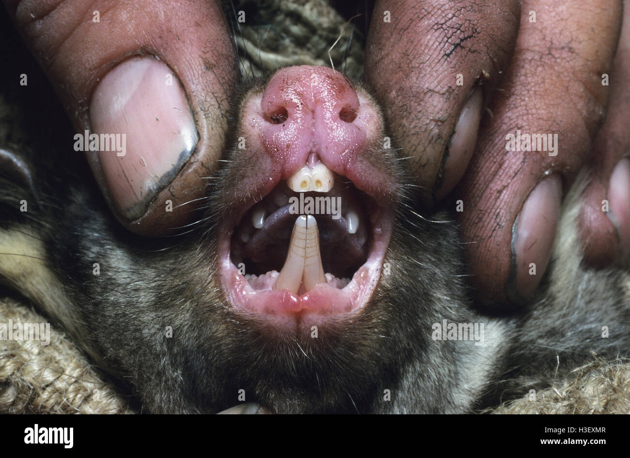 Yellow-bellied glider (Petaurus australis) Banque D'Images