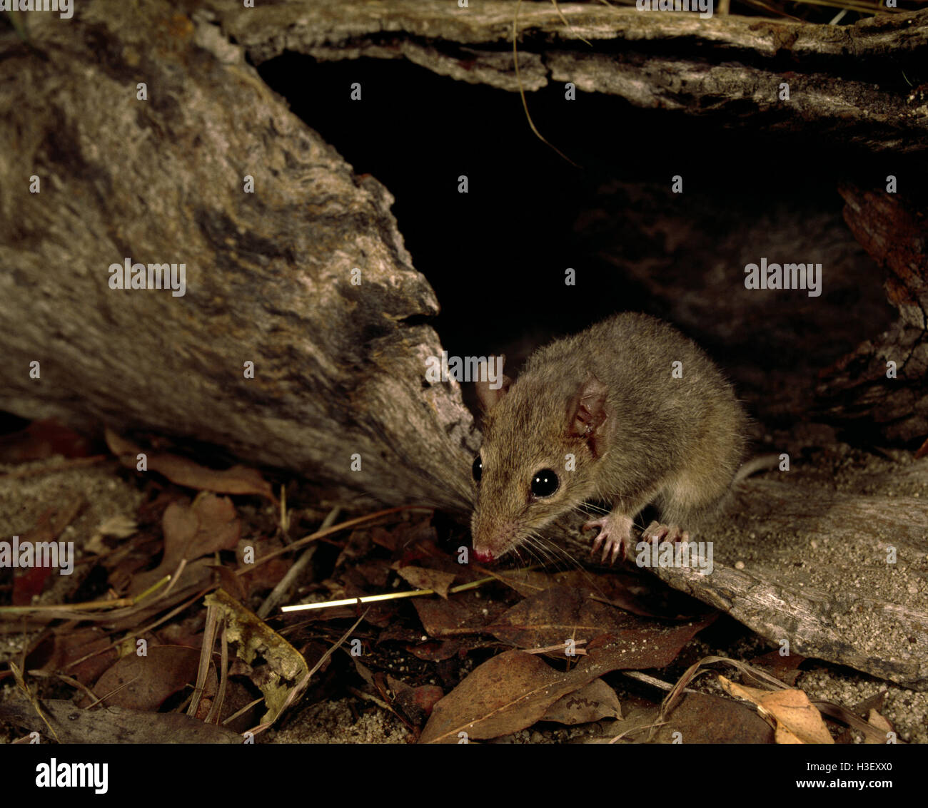 Antechinus bellus fauve) Banque D'Images