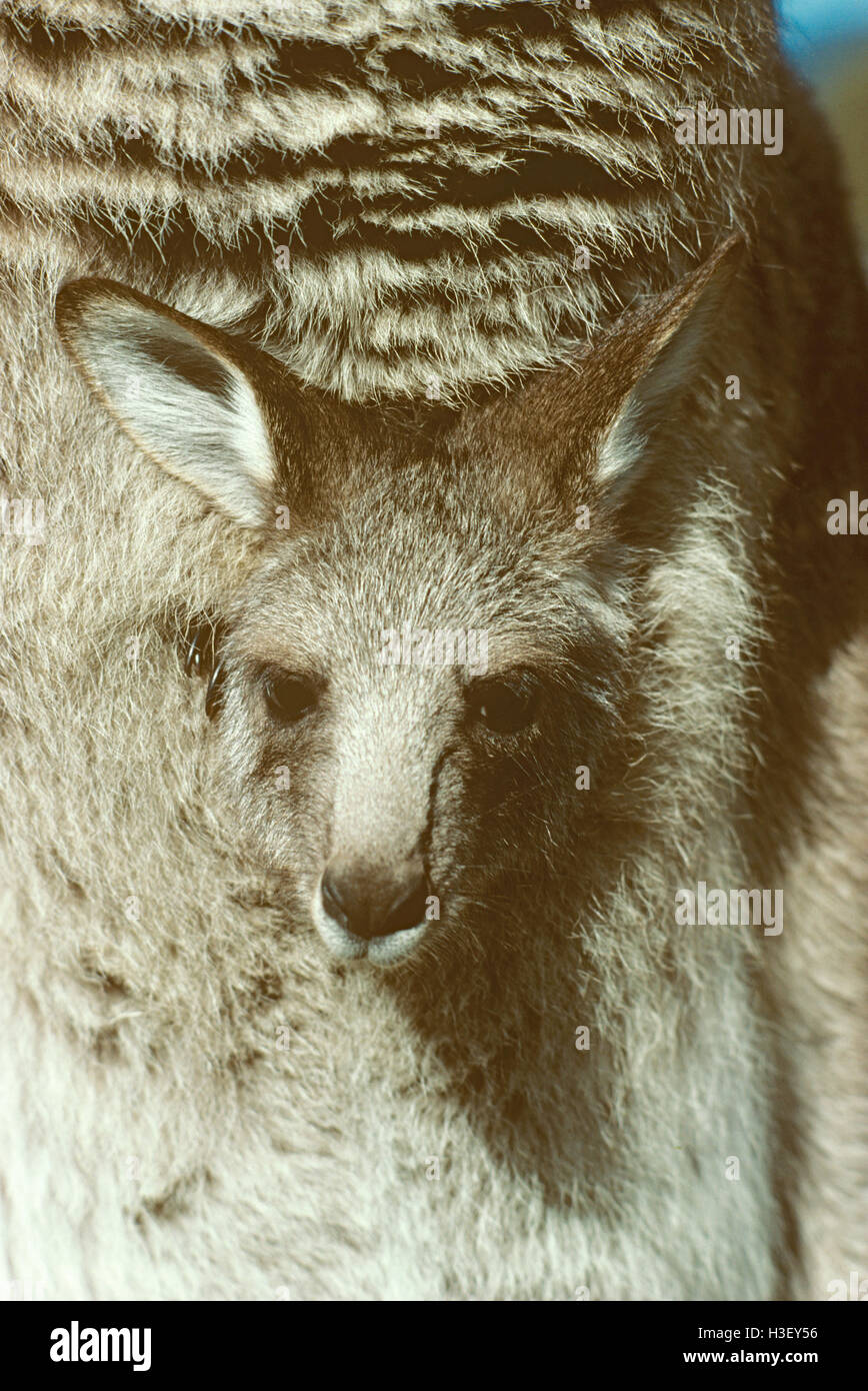 Le kangourou gris (Macropus giganteus) Banque D'Images