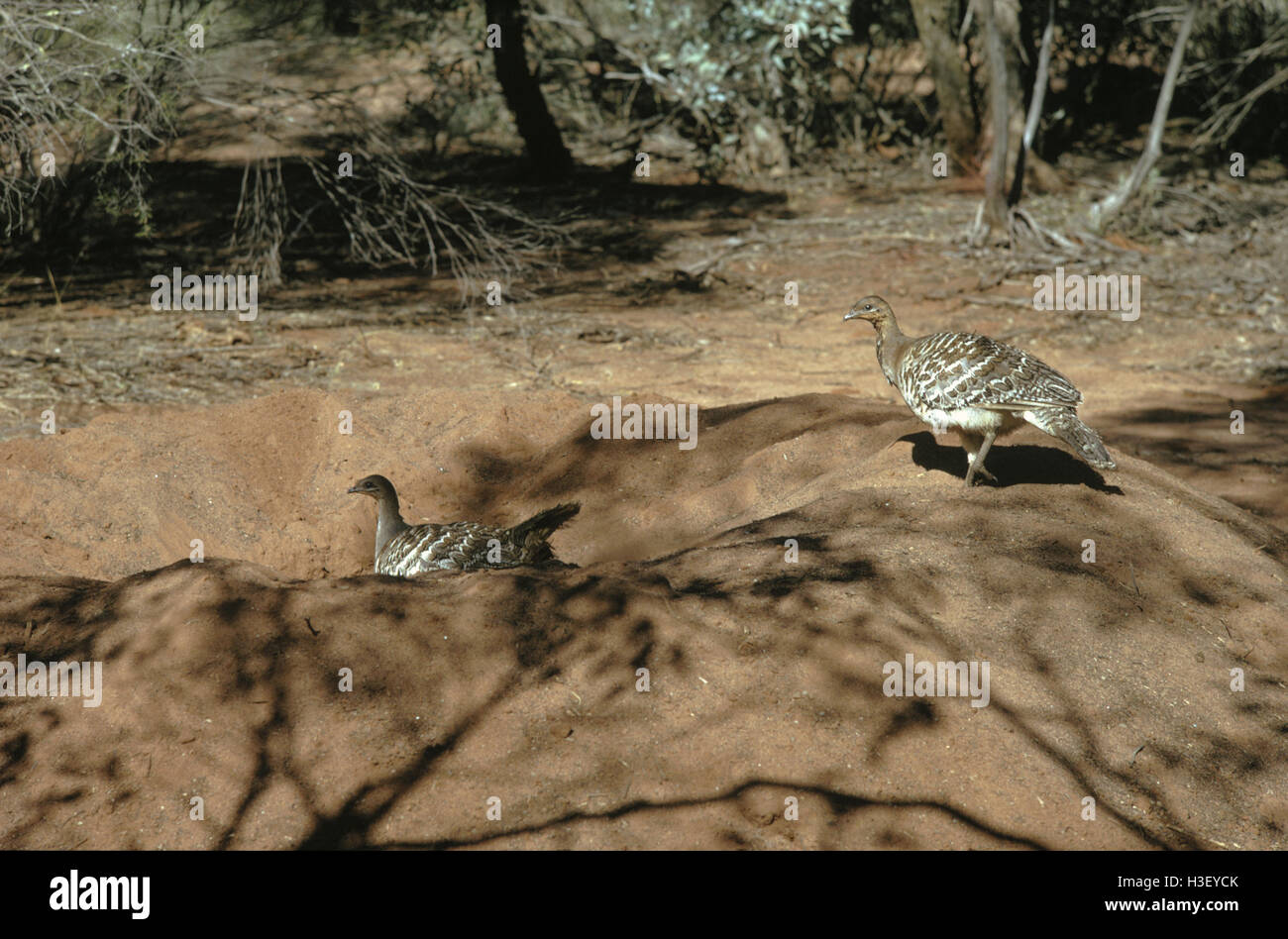 Leipoa malleefowl ocellata) ( Banque D'Images