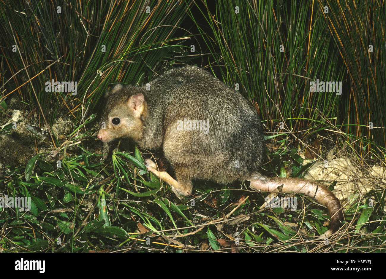 Bettong creusant (Bettongia lesueur) Banque D'Images
