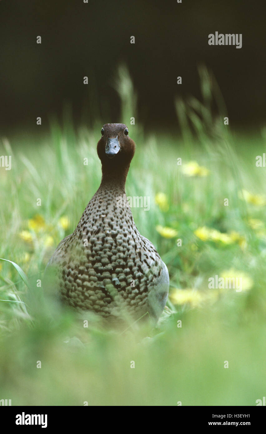 Canard en bois australien (chenonetta jubata) Banque D'Images