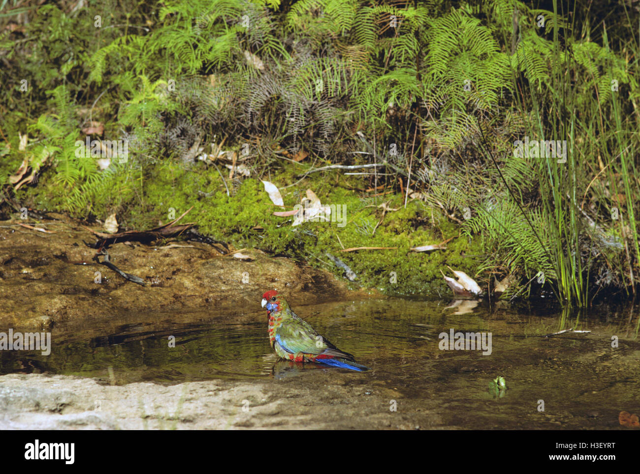 Crimson Rosella (platycercus elegans) Banque D'Images