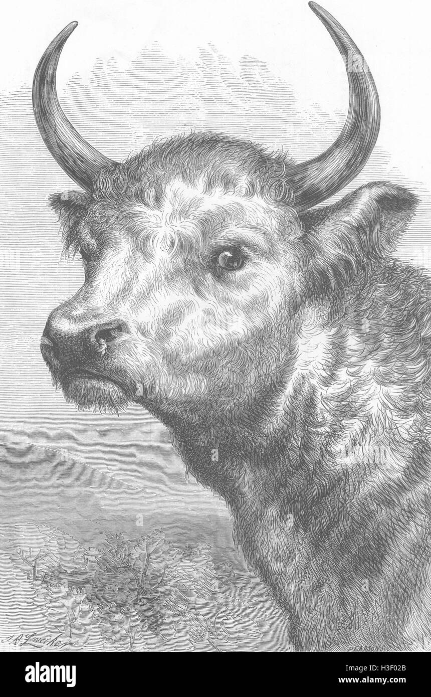 Chillingham taureaux taureau sauvage, le Prince de Galles, 1872. Le graphique Banque D'Images