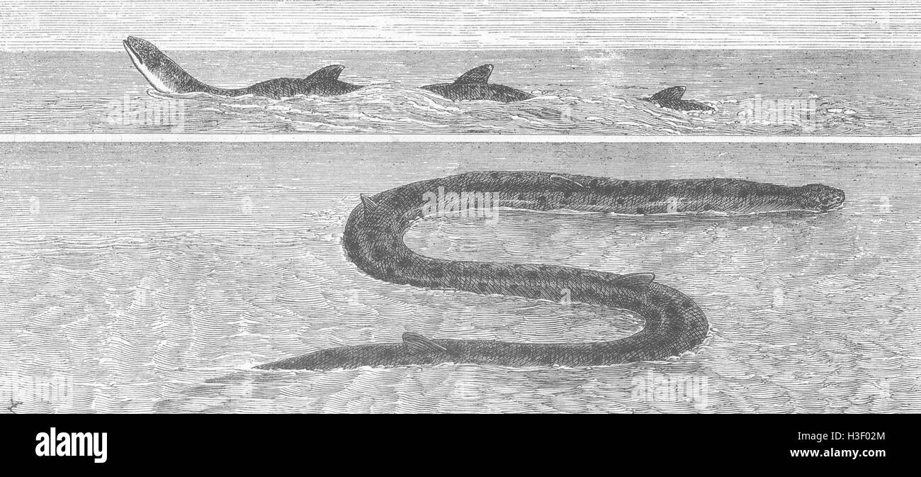 Serpent de mer TEXAS vu off Galveston 1872. Le graphique Banque D'Images