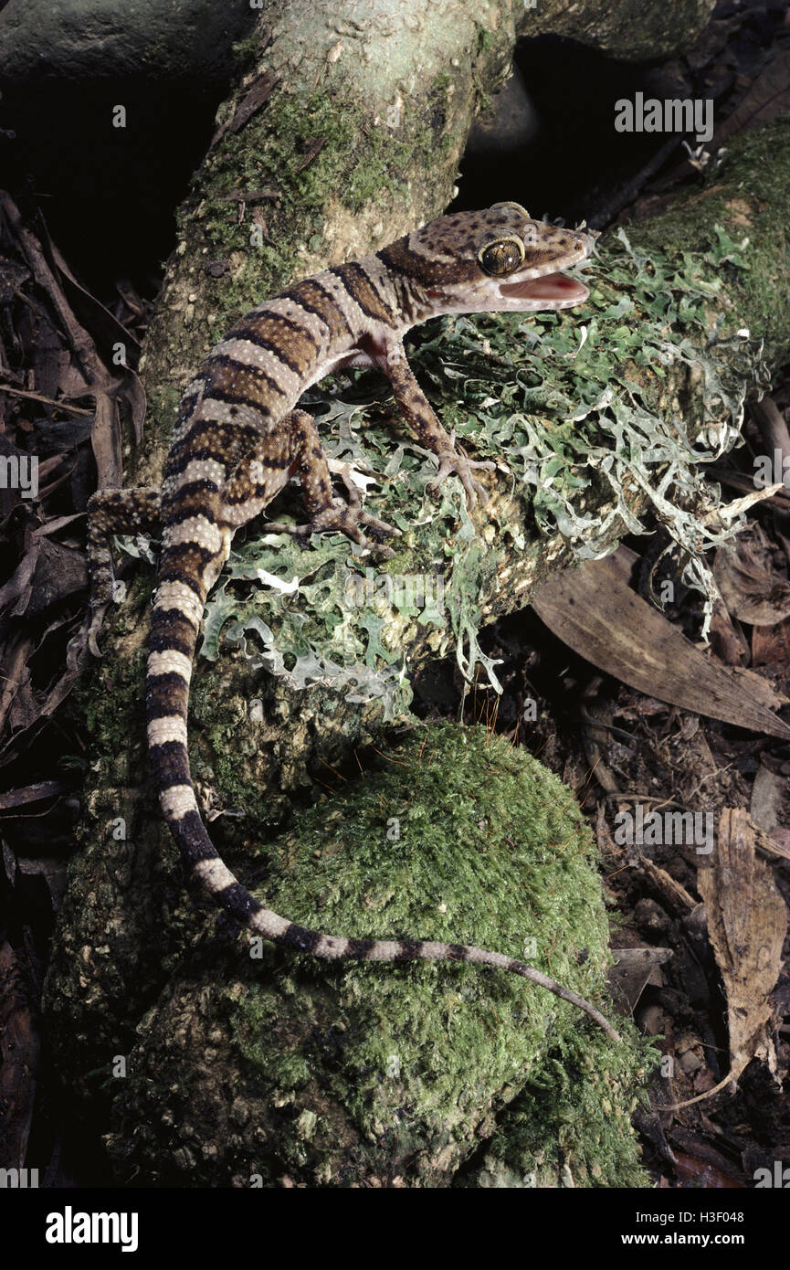 Ring-tailed gecko (cyrtodactylus louisiadensis) Banque D'Images