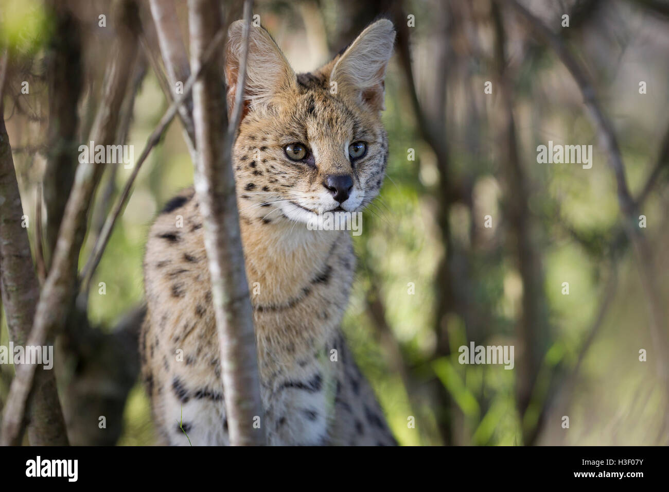 C'est un portait d'un serval, un chat sauvage dans le sud de l'Afrique. (Photographié à Wildlife Sanctuary). Banque D'Images