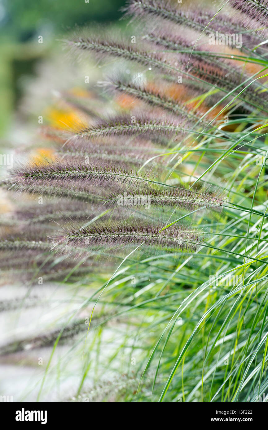 Pennisetum alopecuroides 'Hameln'. Fontaine chinois 'Hameln' herbe Banque D'Images