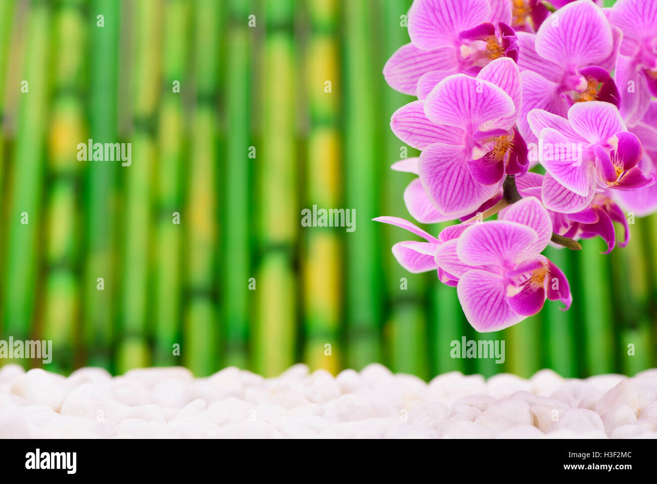 Jardin zen japonais avec orchidée, fleur et bambou comme arrière-plan Banque D'Images