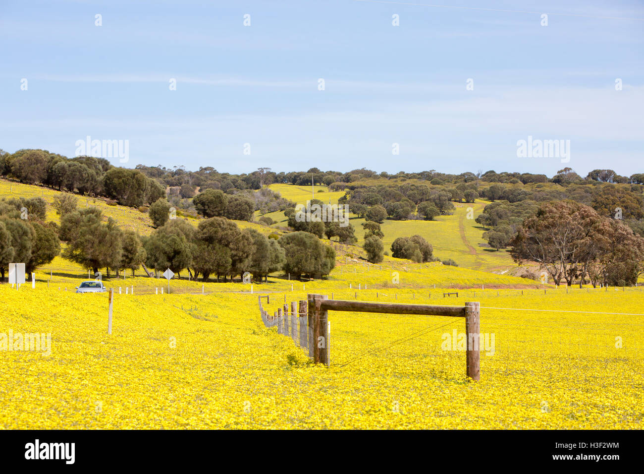 Paysage à l'intérieur des terres de marguerites jaunes au printemps, autour de Stokes Bay, sur Kangaroo Island, Australie du Sud Banque D'Images