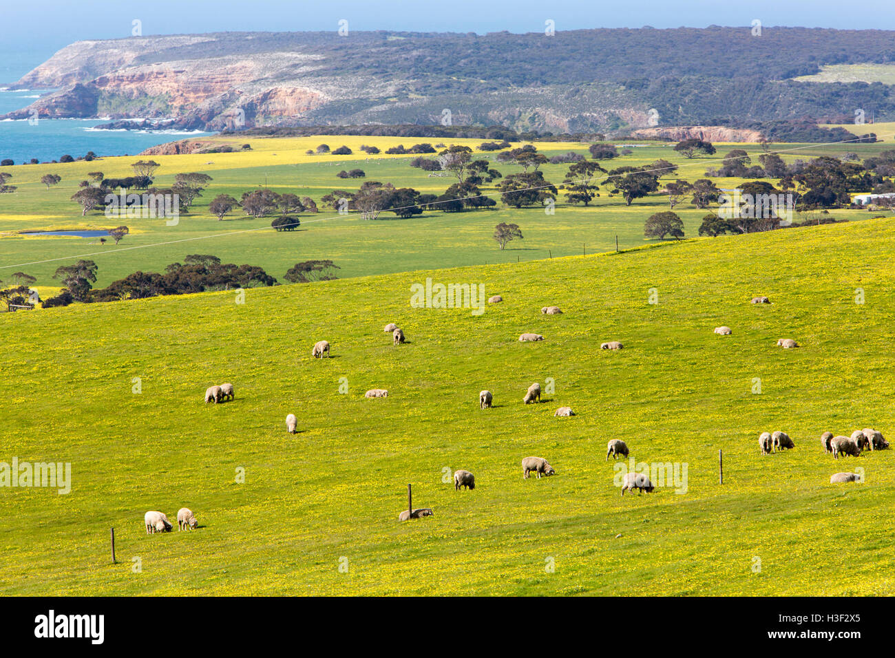 Champ de marguerites jaunes au printemps sur l'île de Kangaroo Island, regardant vers le nord vers Snelling Beach et Stokes Bay, Australie méridionale, Australie Banque D'Images