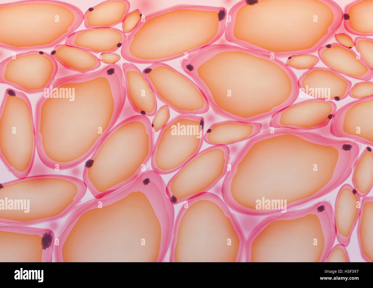 Le tissu adipeux, les cellules graisseuses, les adipocytes - Vector Illustration Illustration de Vecteur