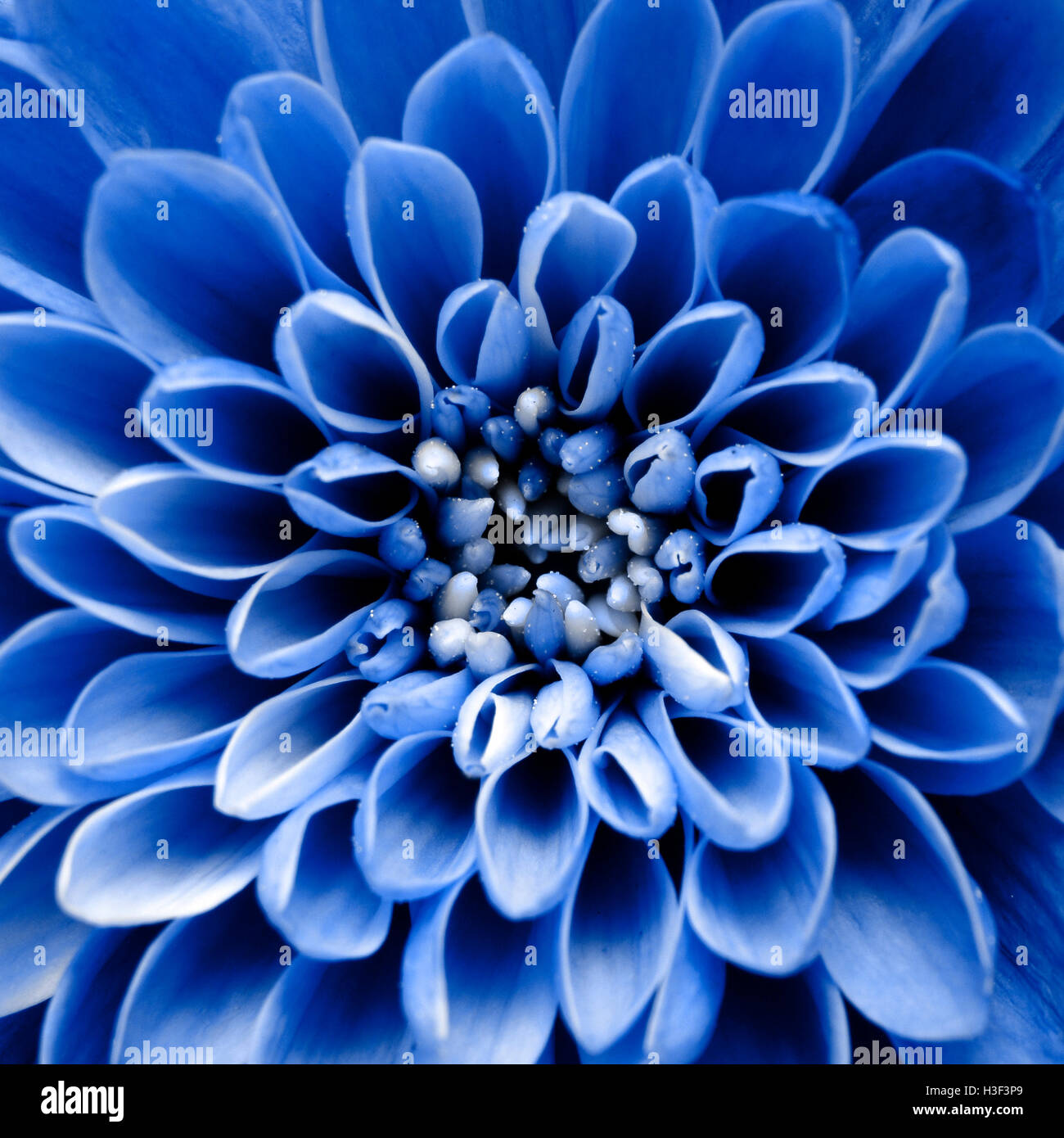 Des pétales de fleurs bleu macro pour les messages d'arrière-plan Banque D'Images
