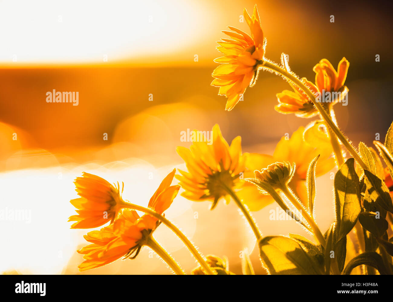 Fleurs jaune vif dans la lumière du soleil. Rudbeckia nitida. La photo en gros plan avec focus sélectif et filtre de correction tonale chaud ef Banque D'Images
