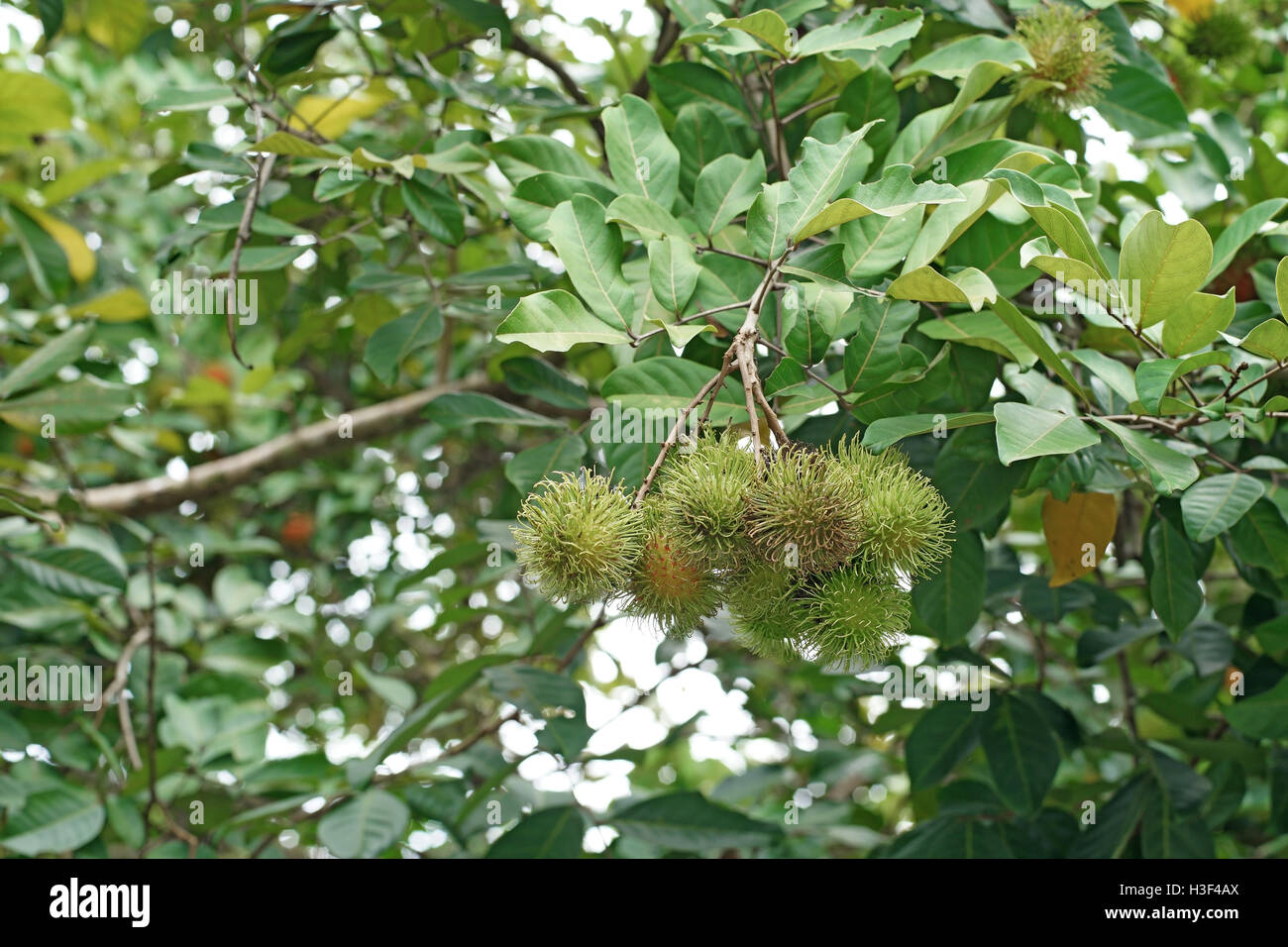 Rambutan fruit sur arbre dans ferme bio Banque D'Images