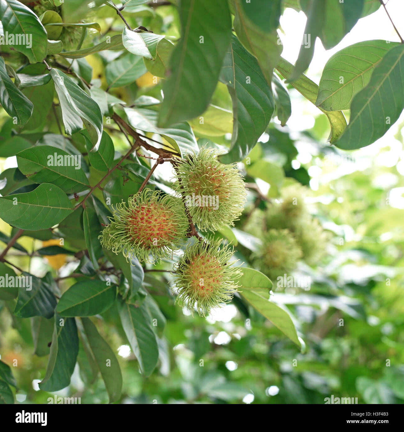 Rambutan fruit sur arbre dans ferme bio Banque D'Images