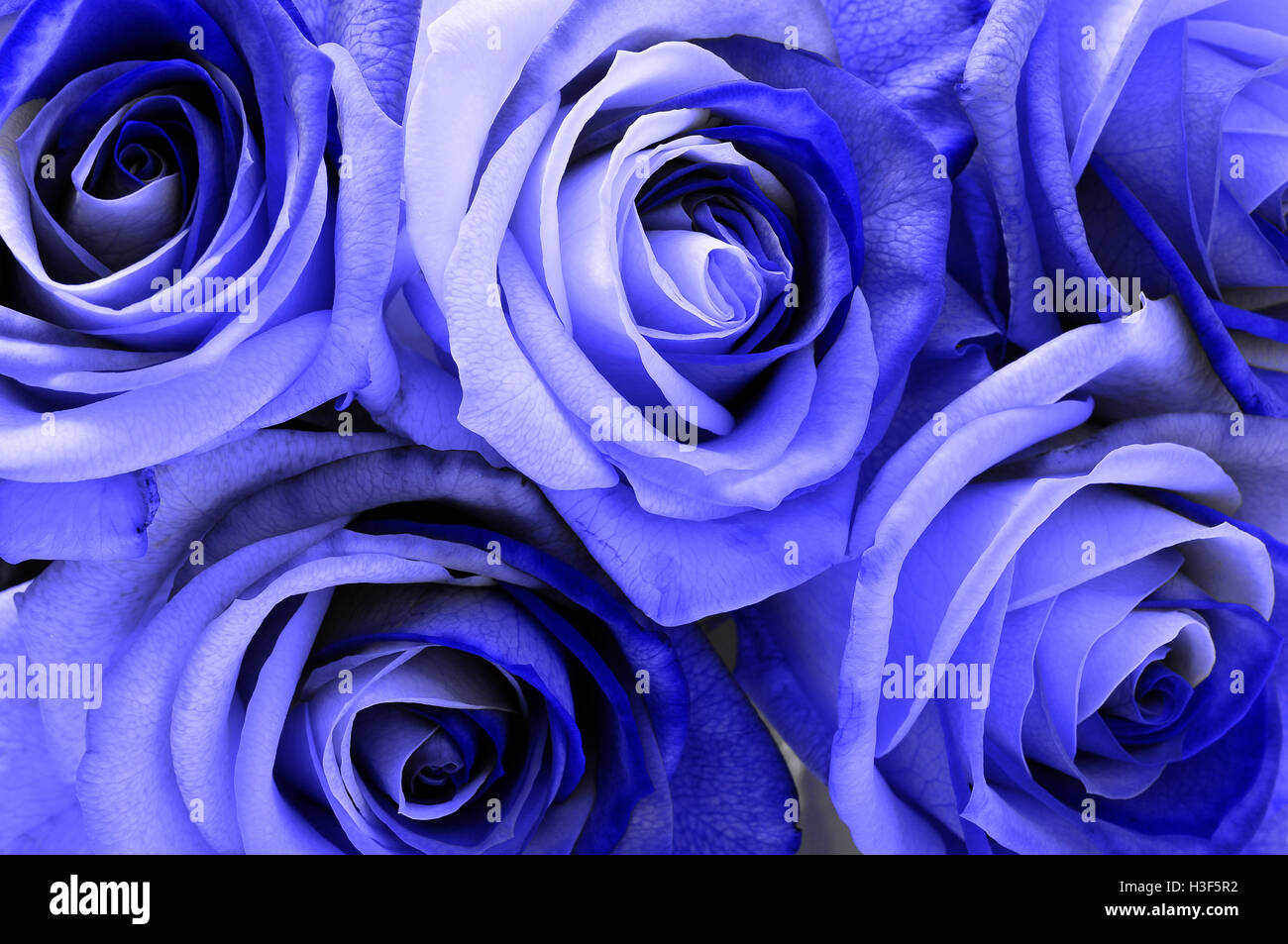 Close up of bouquet rose bleue pour le fond Banque D'Images