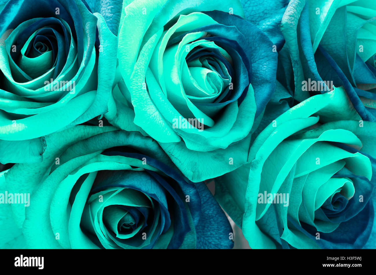 Close up of bouquet rose bleue pour le fond Banque D'Images