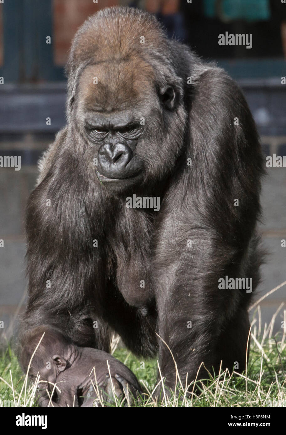 Femelle Gorille de plaine de l'Ouest et de l'enfant Banque D'Images