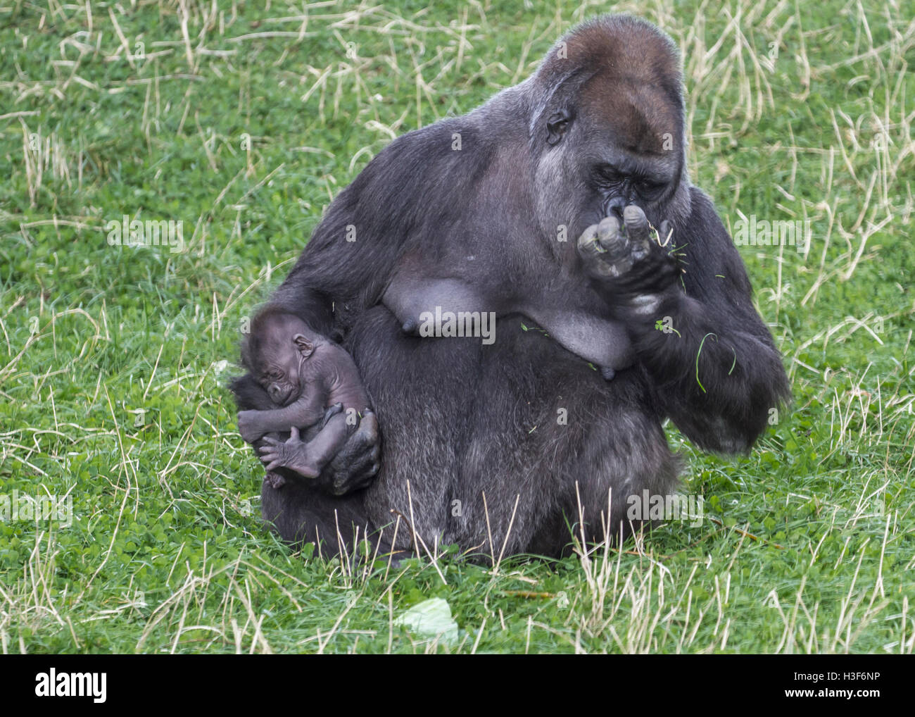 Femelle Gorille de plaine de l'Ouest et de l'enfant Banque D'Images
