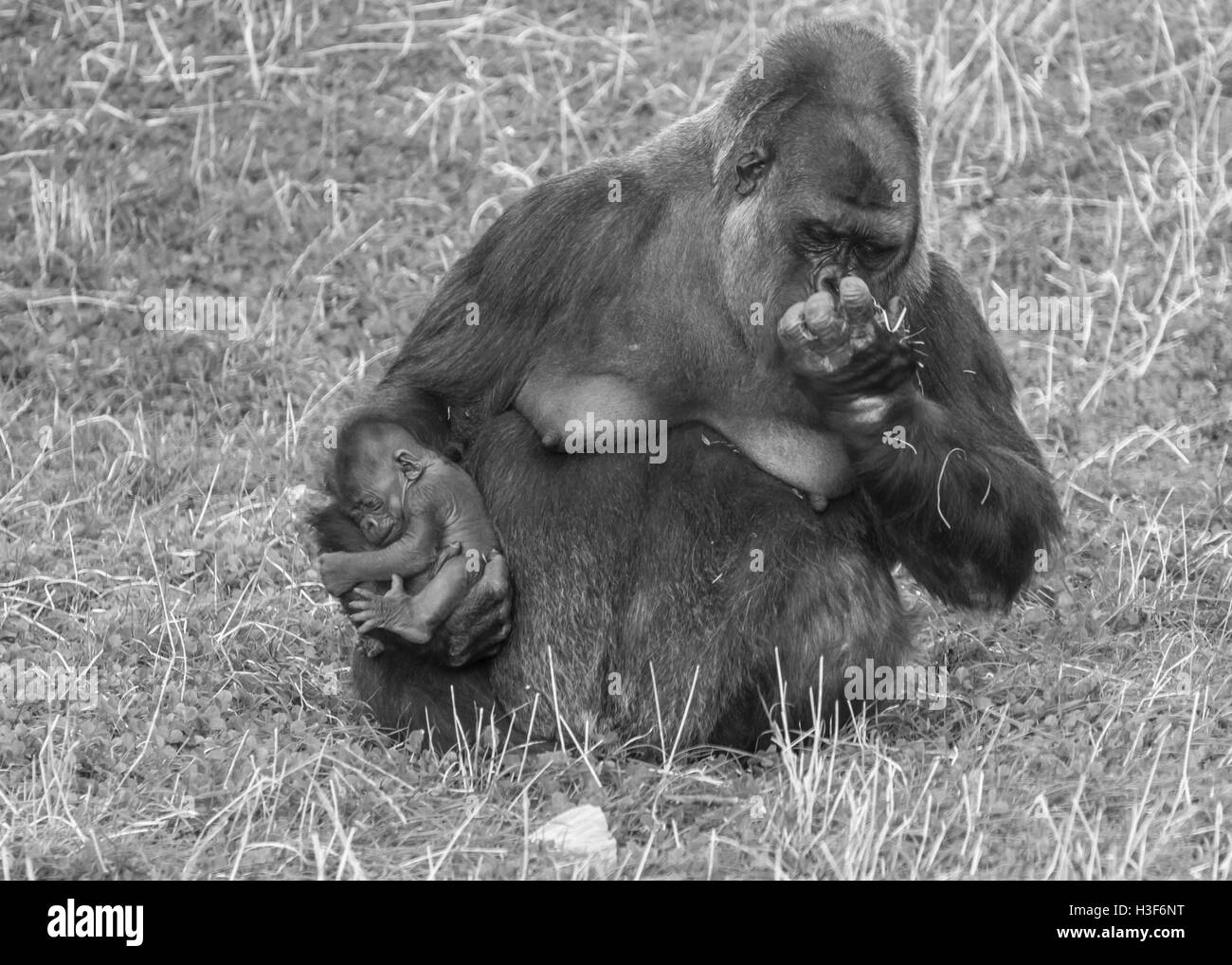 Femelle Gorille de plaine de l'Ouest et de l'enfant Banque D'Images