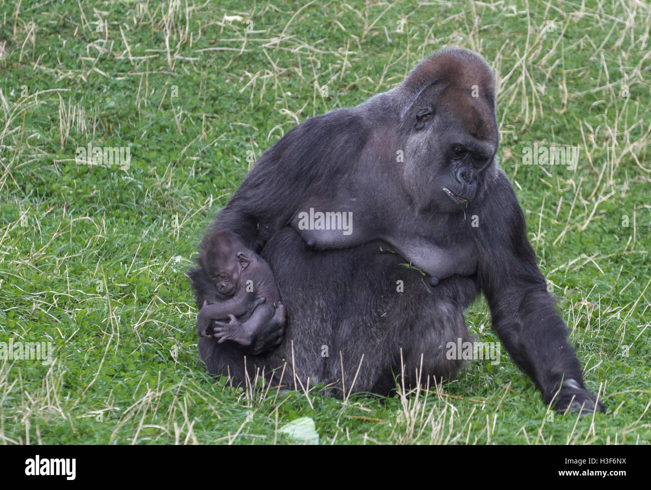 Femelle Gorille de plaine de l'Ouest et de l'enfant Banque D'Images